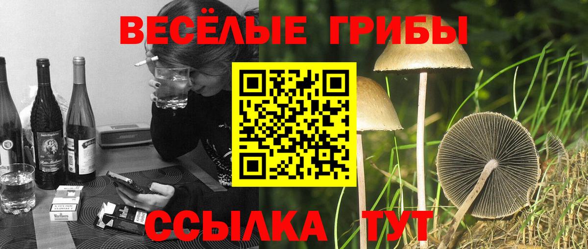 Псилоцибиновые грибы Psilocybine cubensis  Вход с VPN  Новозыбков 
